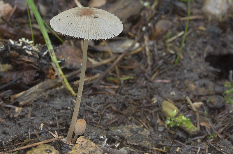 Parasola plicatilis